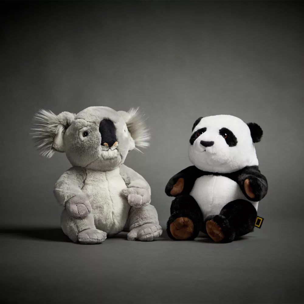 National Geographic Peluche Moyenne Bébé Koala 2 National Geographic Peluche Moyenne Bébé Koala – Image 2